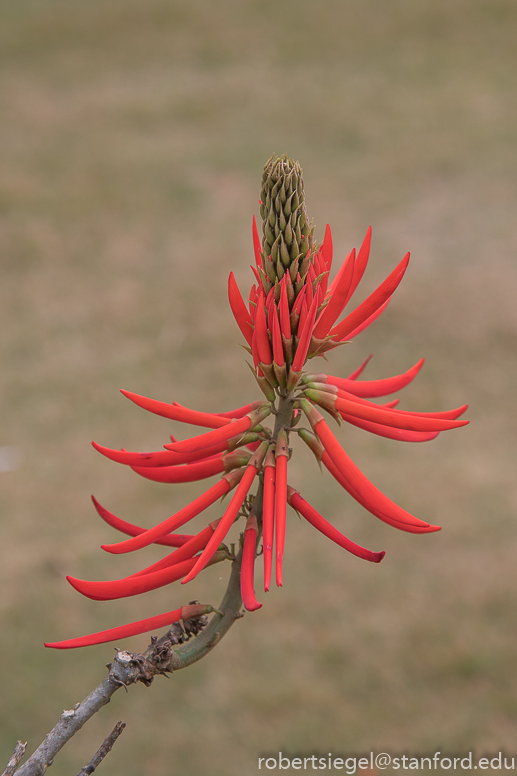 minas gerais